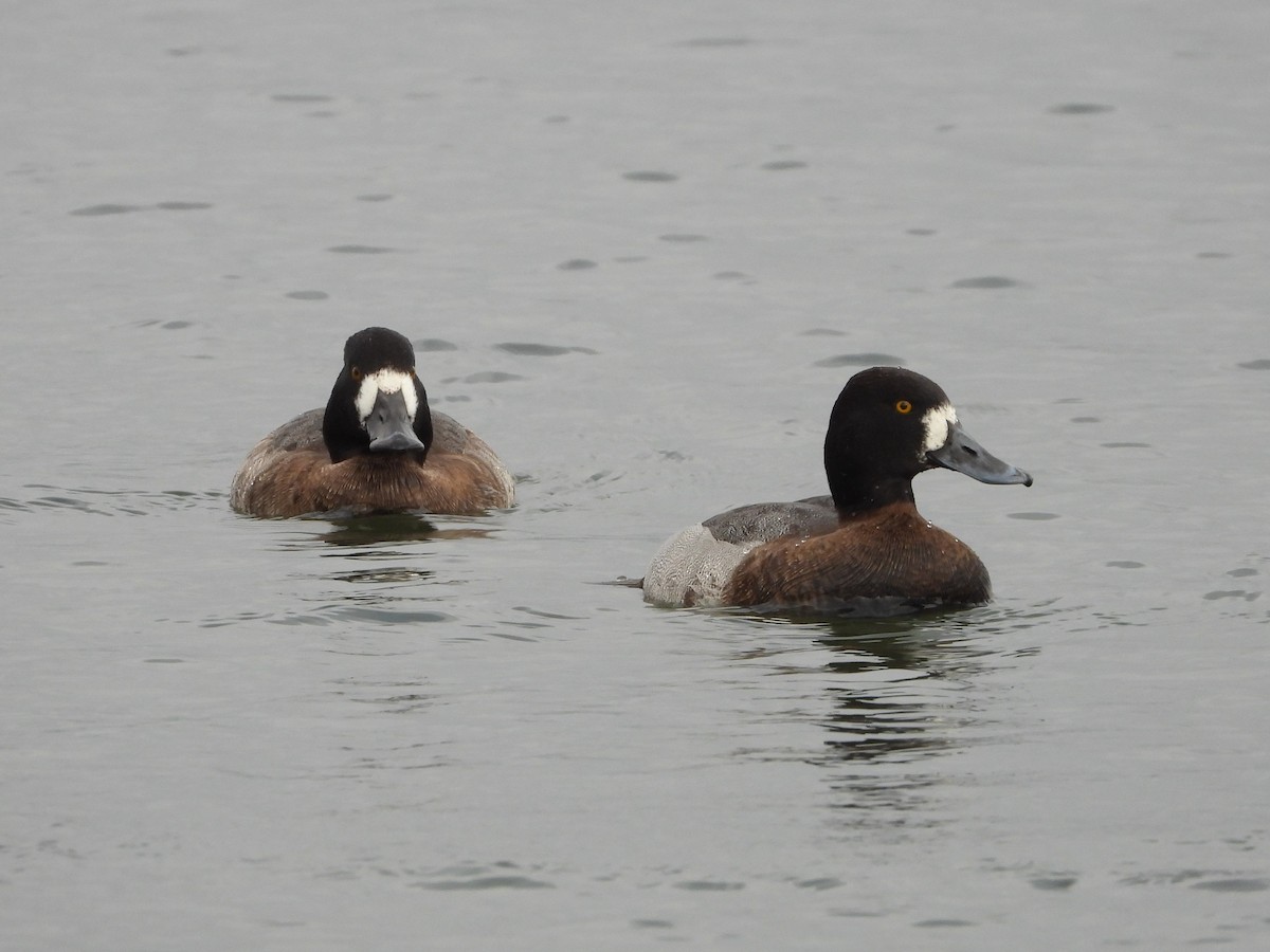 Greater Scaup - ML511418591