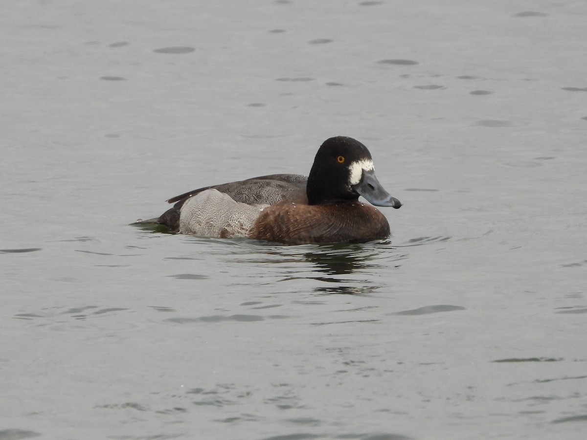 Greater Scaup - ML511418621