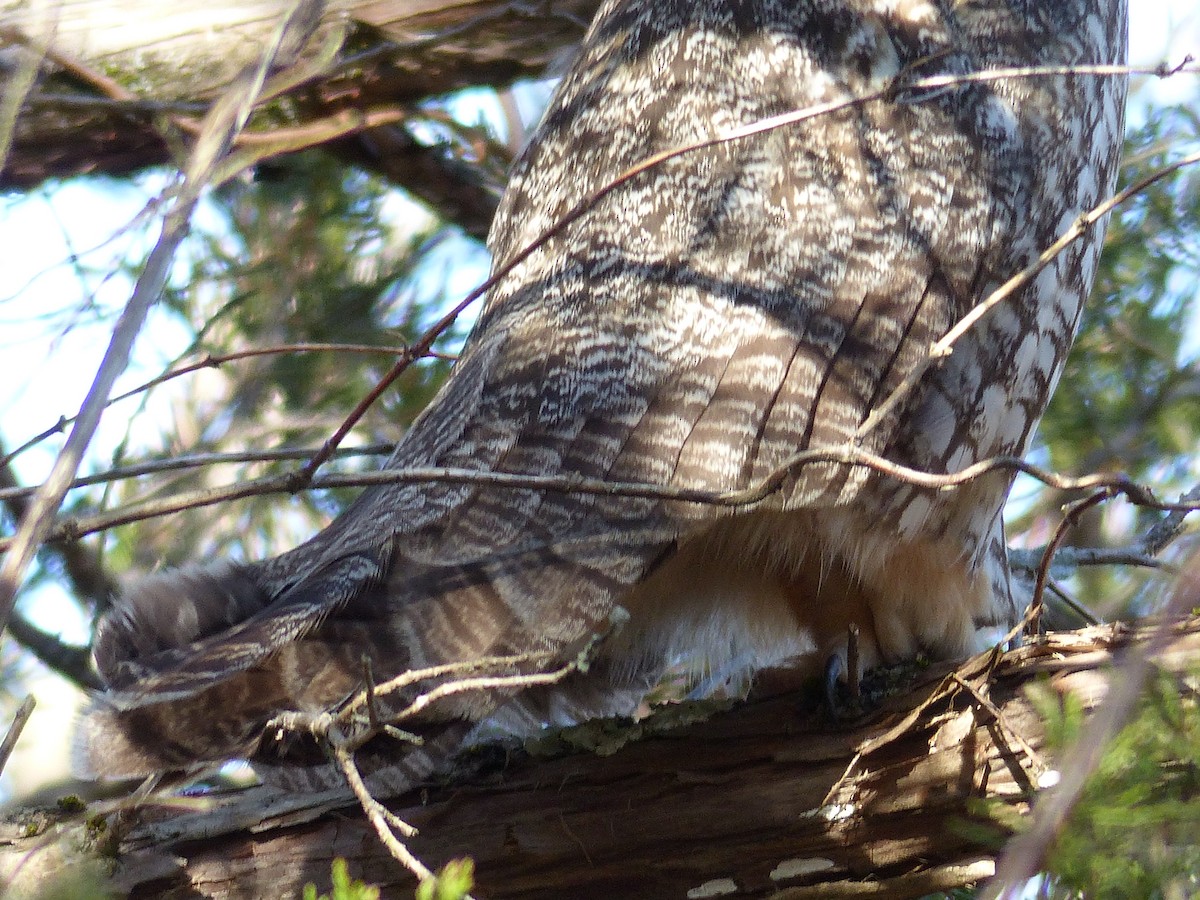 Long-eared Owl - ML51141871