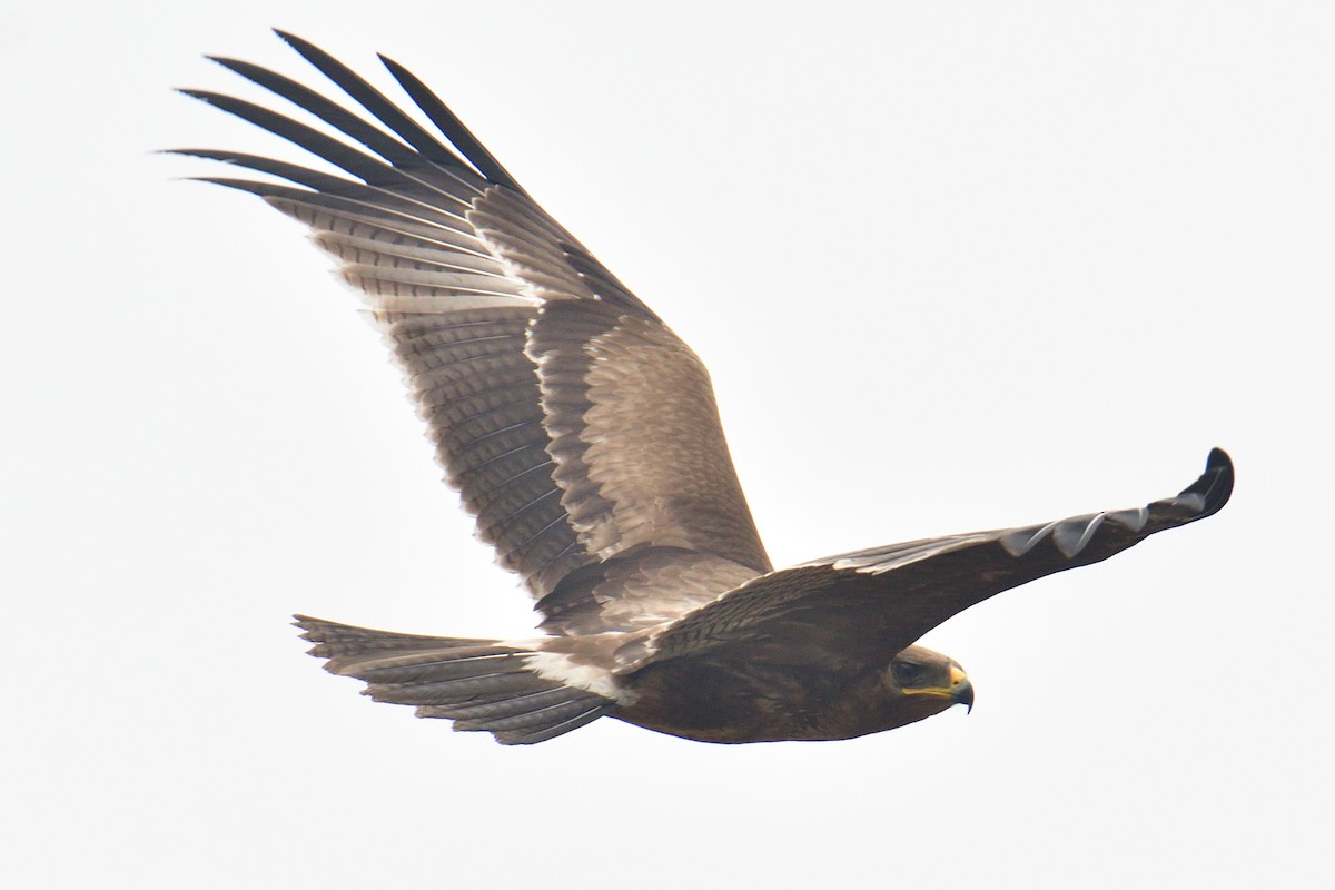 Indian Spotted Eagle - ML511422091
