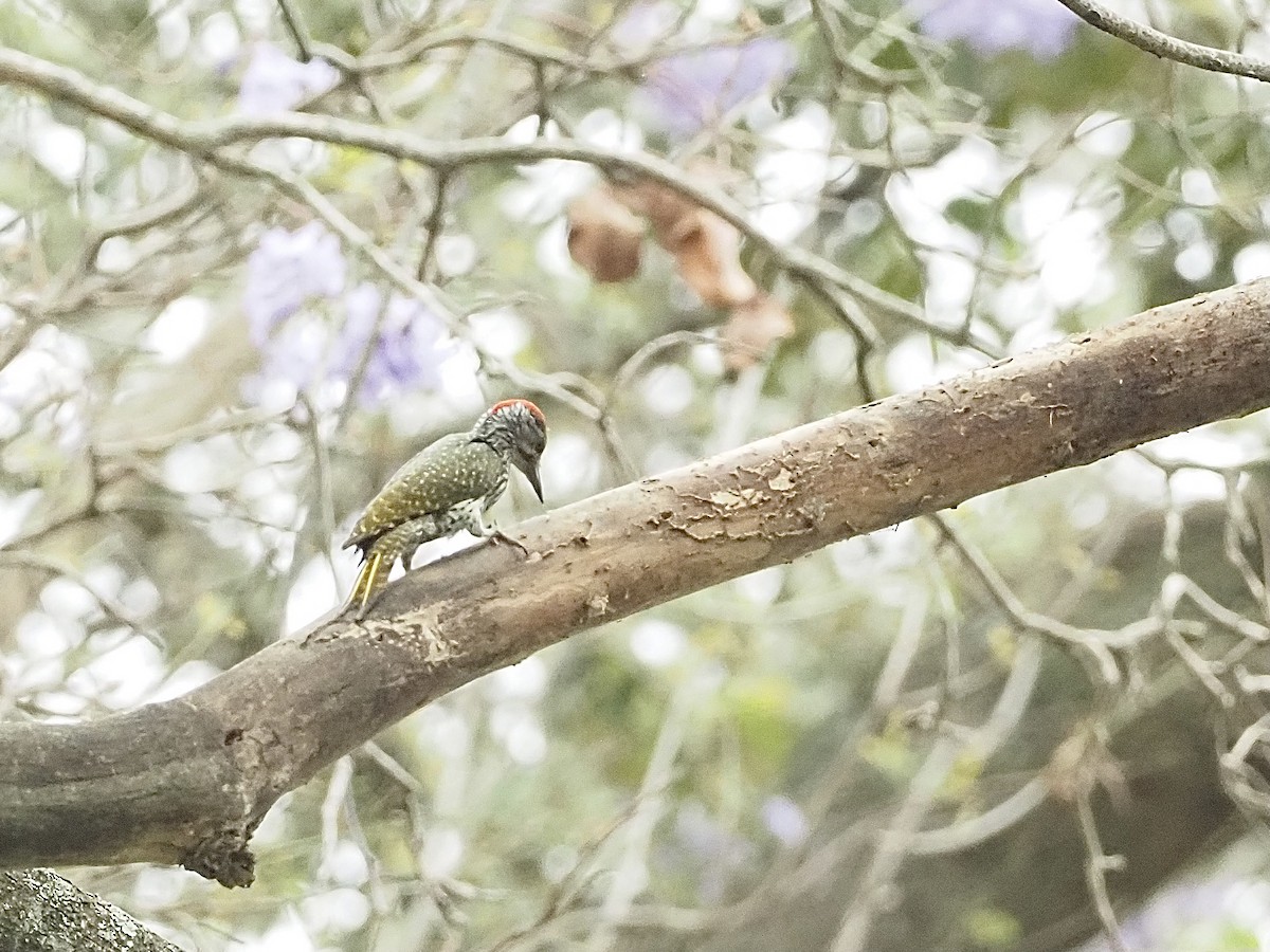 Golden-tailed Woodpecker - ML511423941