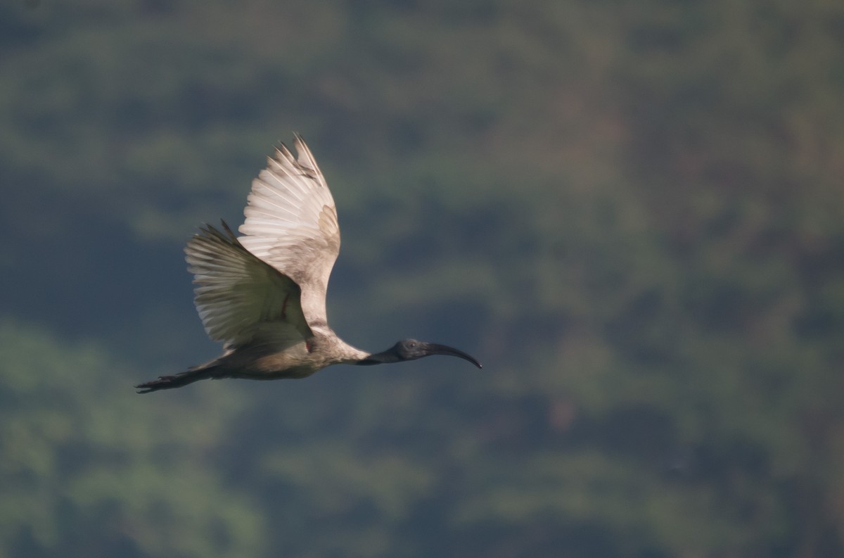 Black-headed Ibis - Ikshan Ganpathi