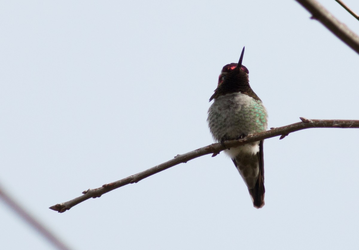 Anna's Hummingbird - ML51142611