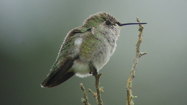 Anna's Hummingbird - ML511428841