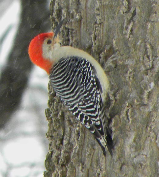 Red-bellied Woodpecker - ML51143081