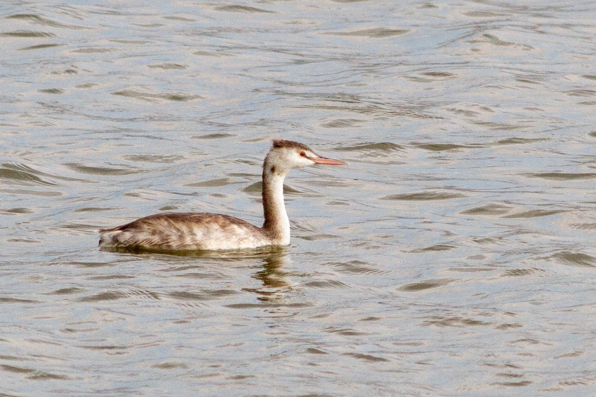 Great Crested Grebe - ML511431021