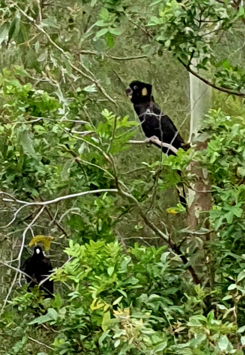 Yellow-tailed Black-Cockatoo - ML511431591