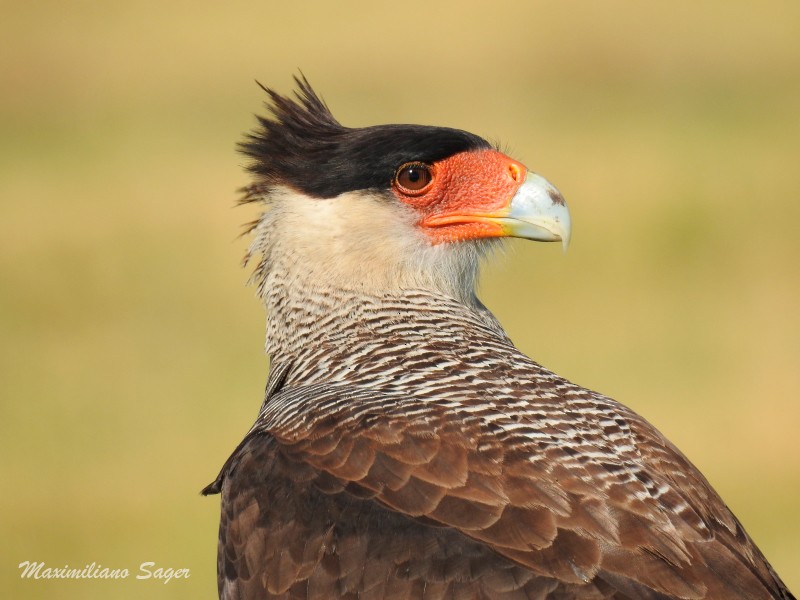 Crested Caracara (Southern) - ML51143401