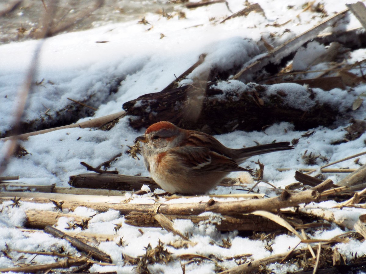 American Tree Sparrow - ML51143581