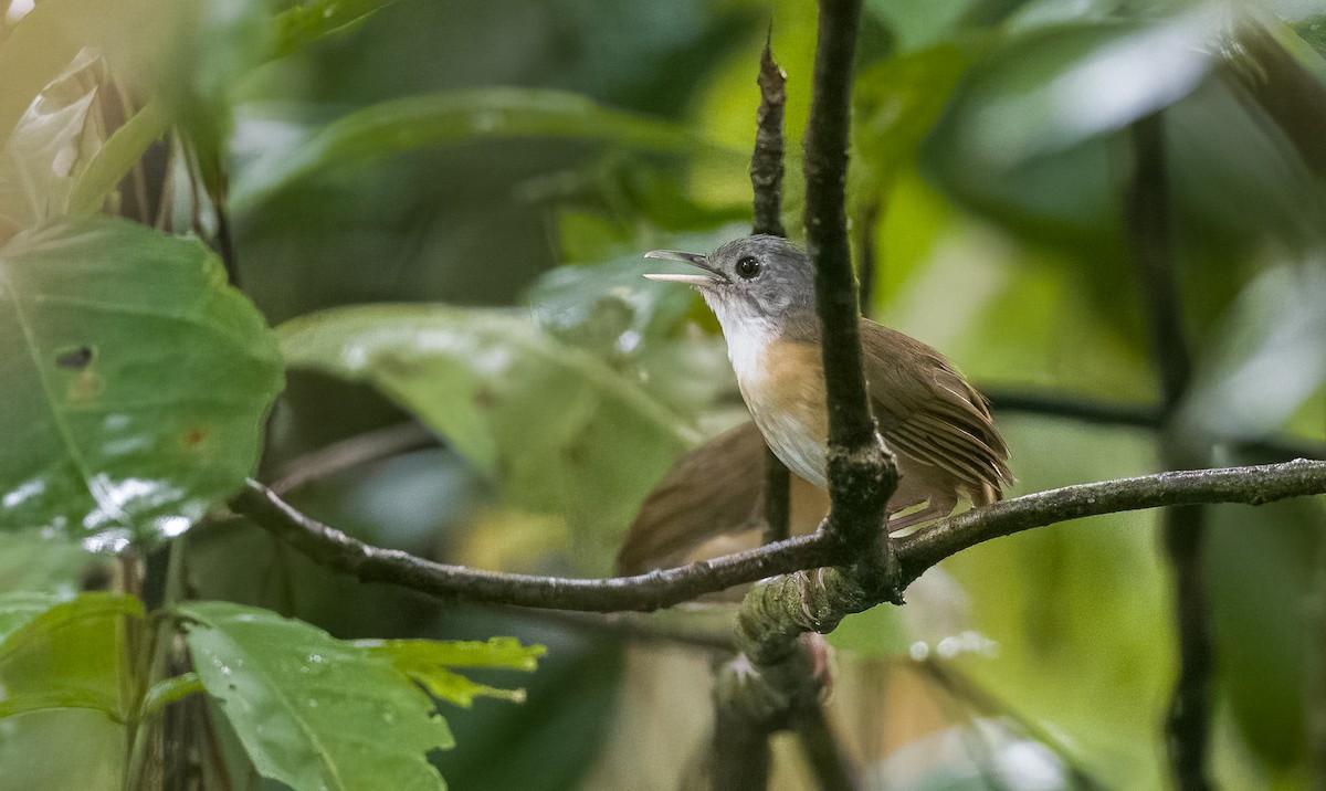 Ashy-headed Babbler - Forest Botial-Jarvis