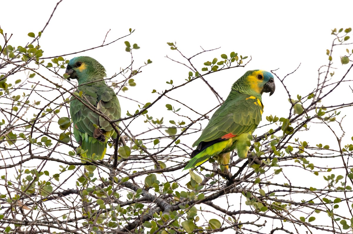 Turquoise-fronted Parrot - ML511445721