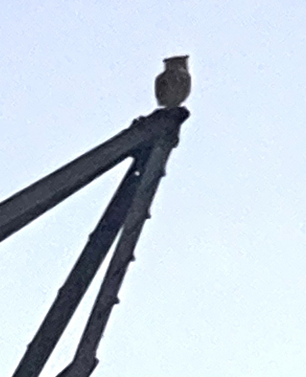 Great Horned Owl - ML511446531