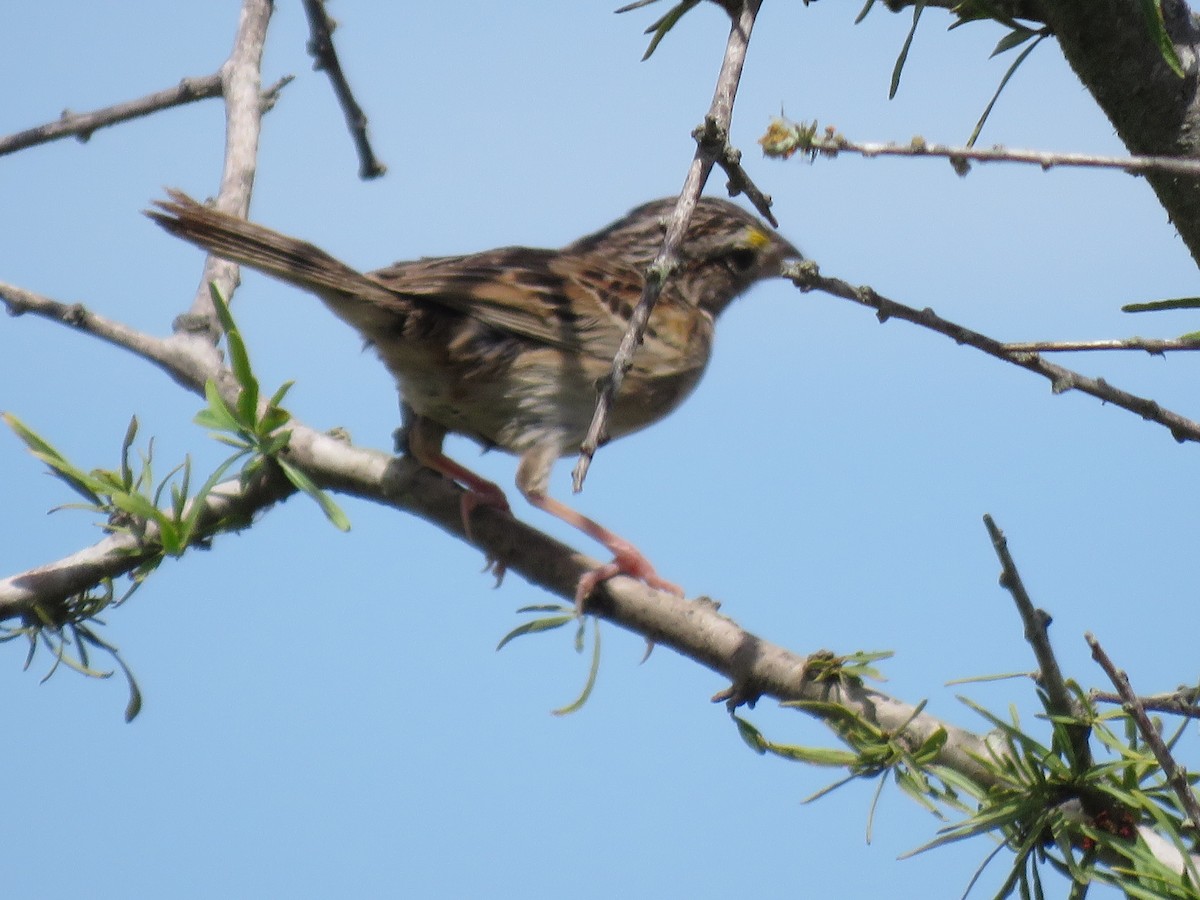 Grassland Sparrow - ML511447831