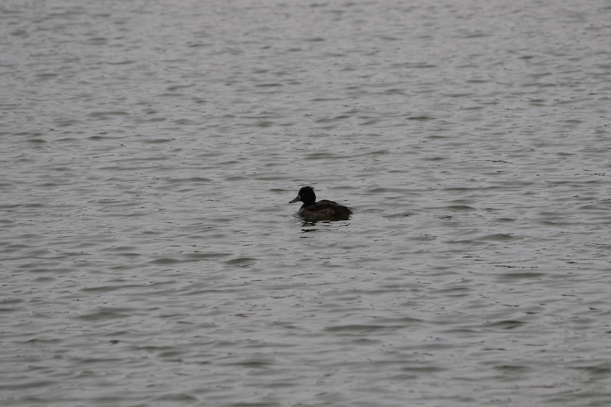 Tufted Duck - ML511448571