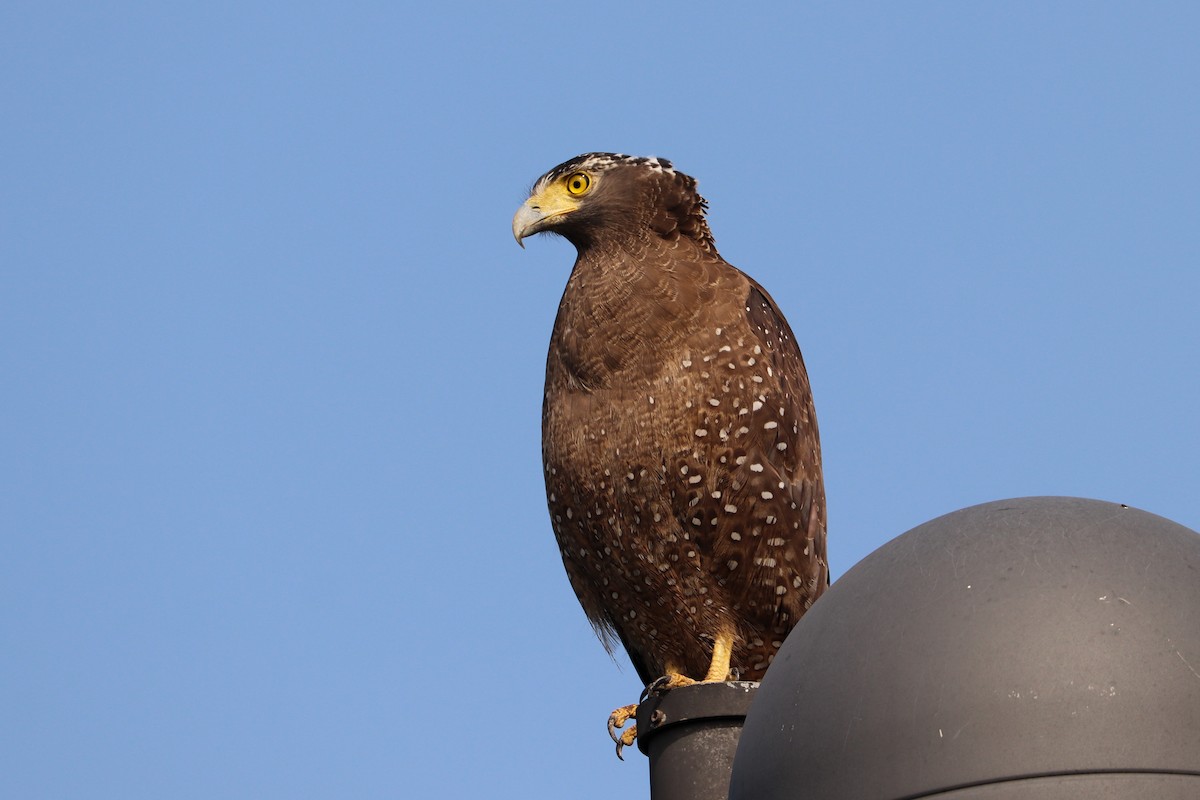 Crested Serpent-Eagle - ML511450391