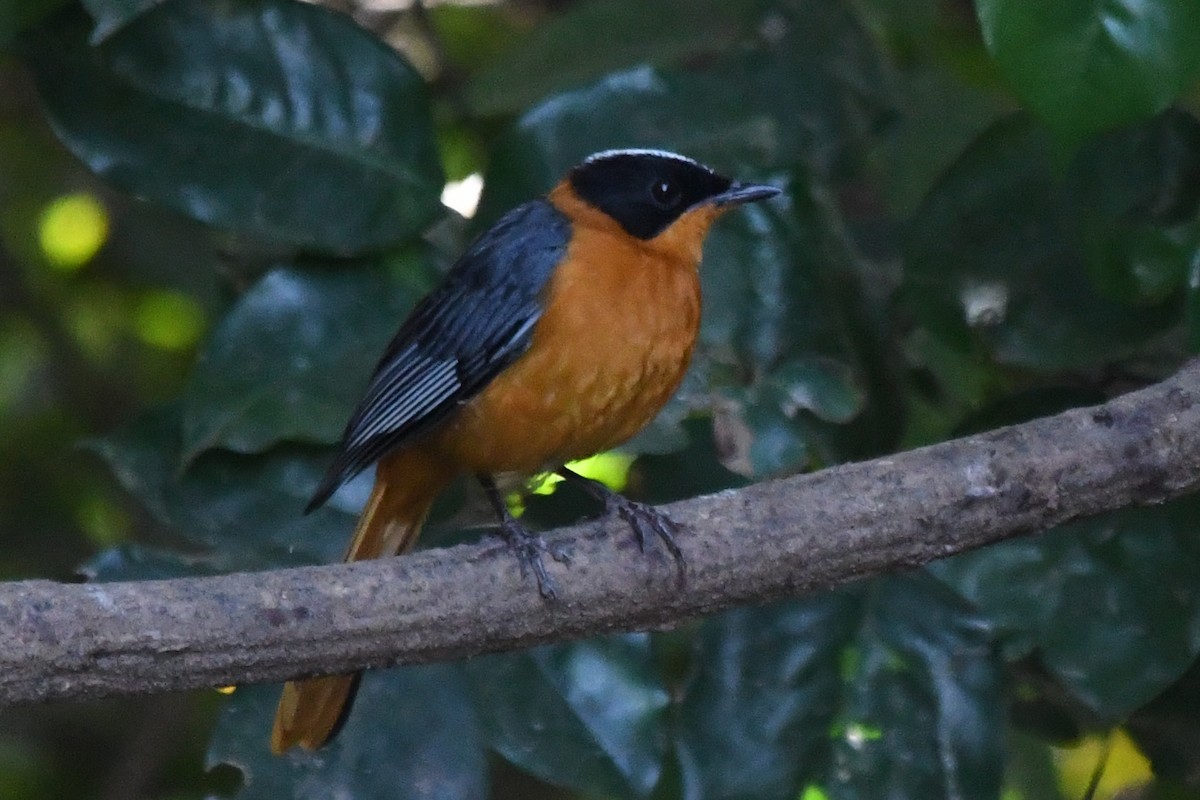 Snowy-crowned Robin-Chat - ML511451201