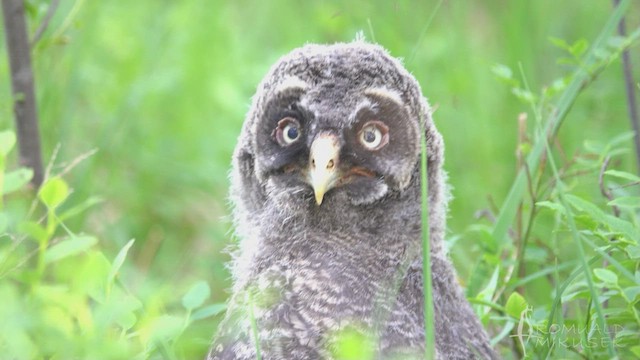 Great Gray Owl - ML511451501