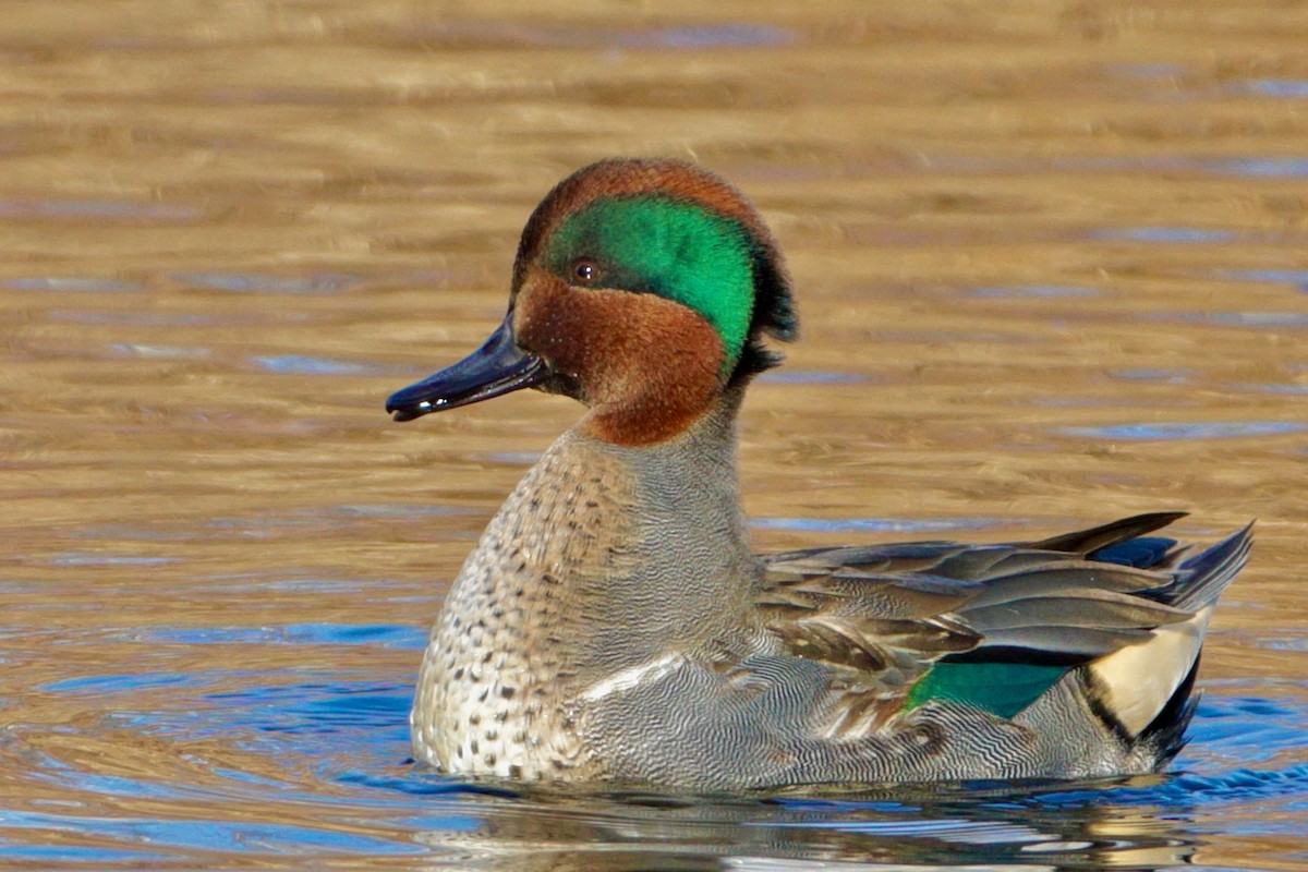 Green-winged Teal - Laura Sisitzky