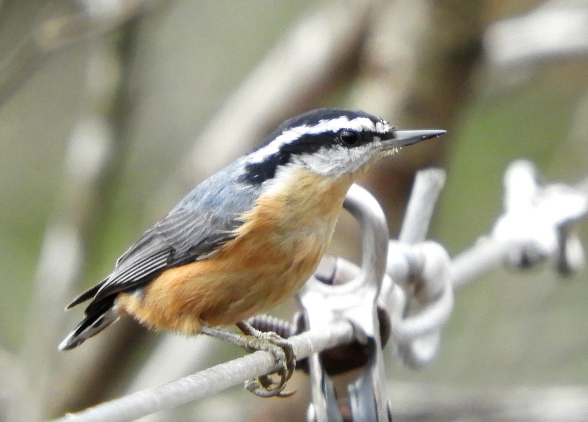 Red-breasted Nuthatch - ML511455221