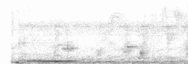 holub bledočelý - ML511459211