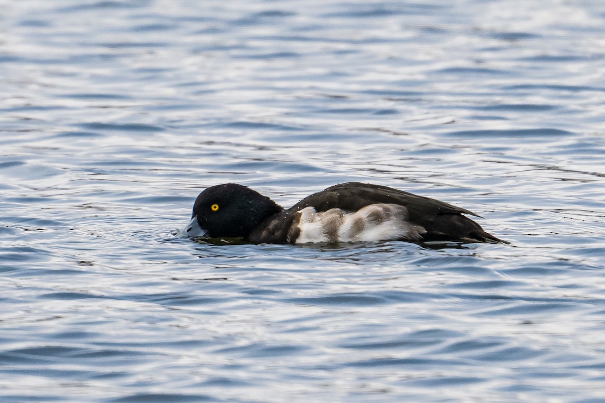 Tufted Duck - ML511459981