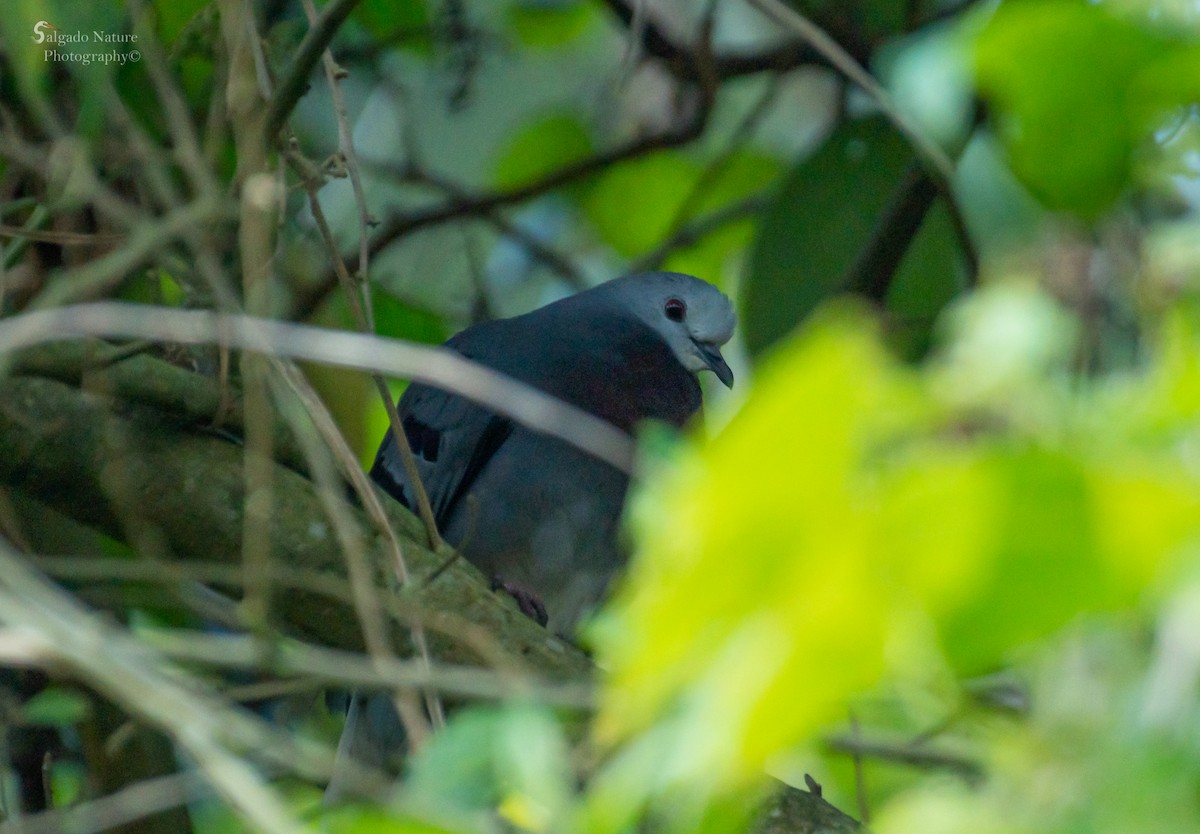 Maroon-chested Ground Dove - ML511462871