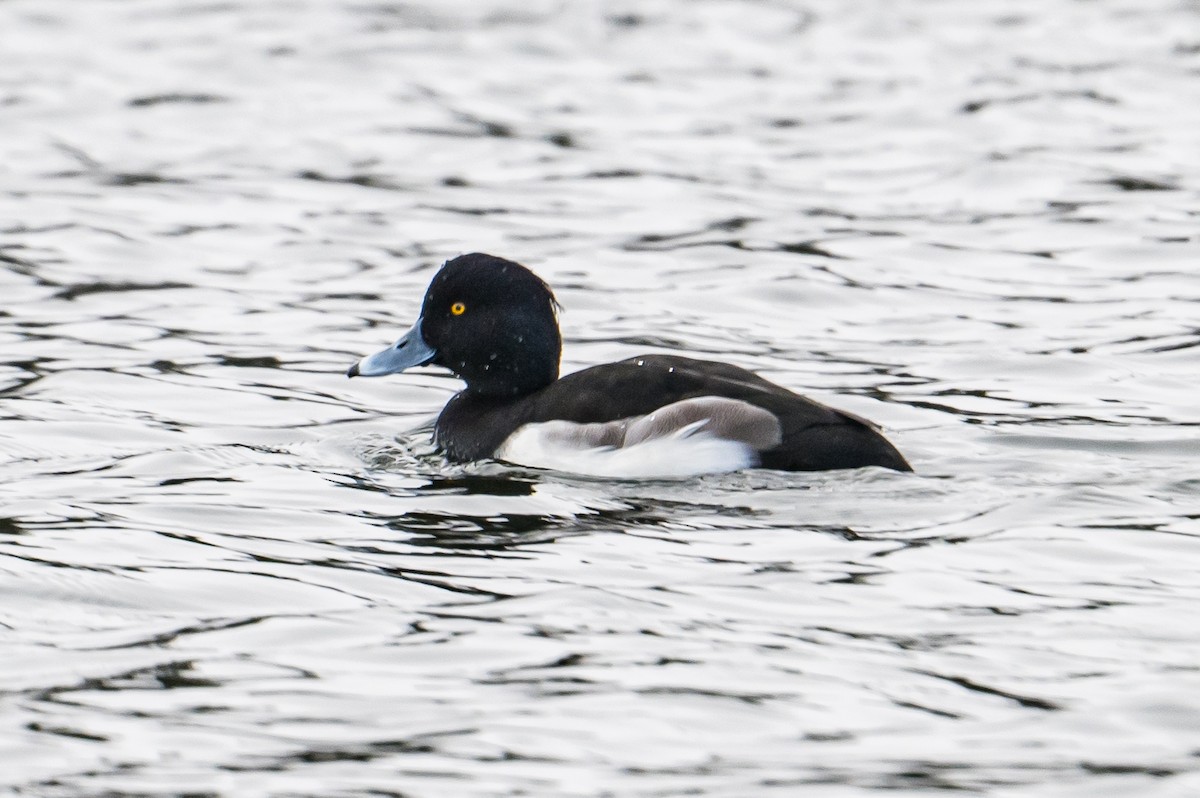 Tufted Duck - ML511463171
