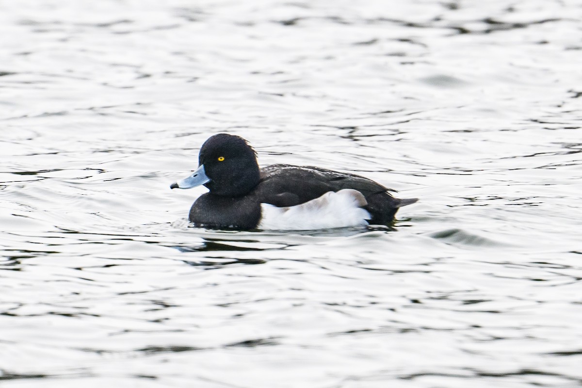 Tufted Duck - ML511463181