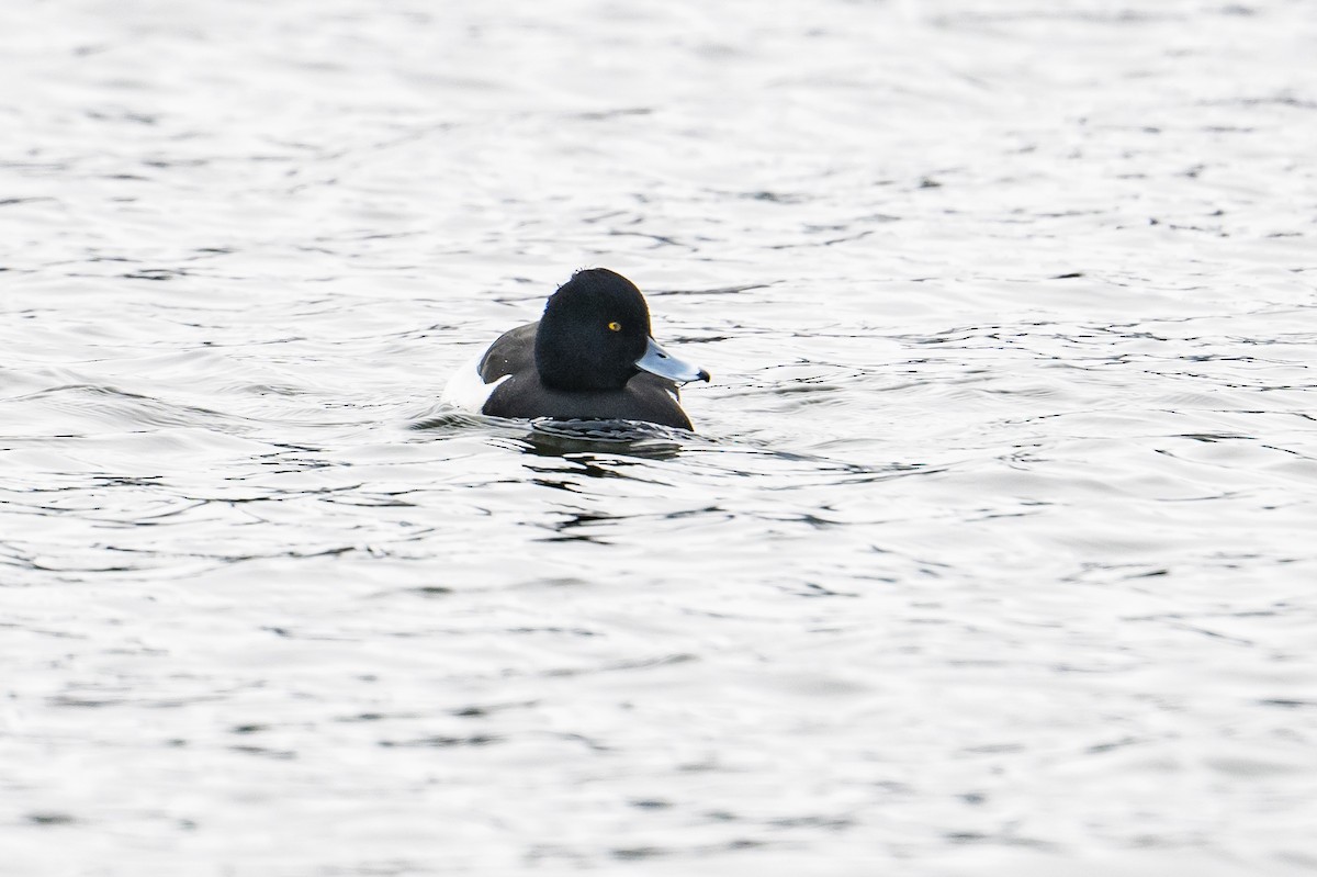 Tufted Duck - ML511463191