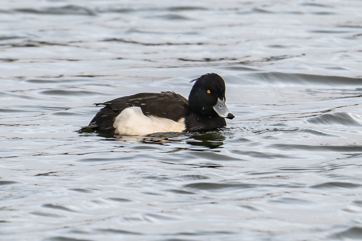 Tufted Duck - ML511463211