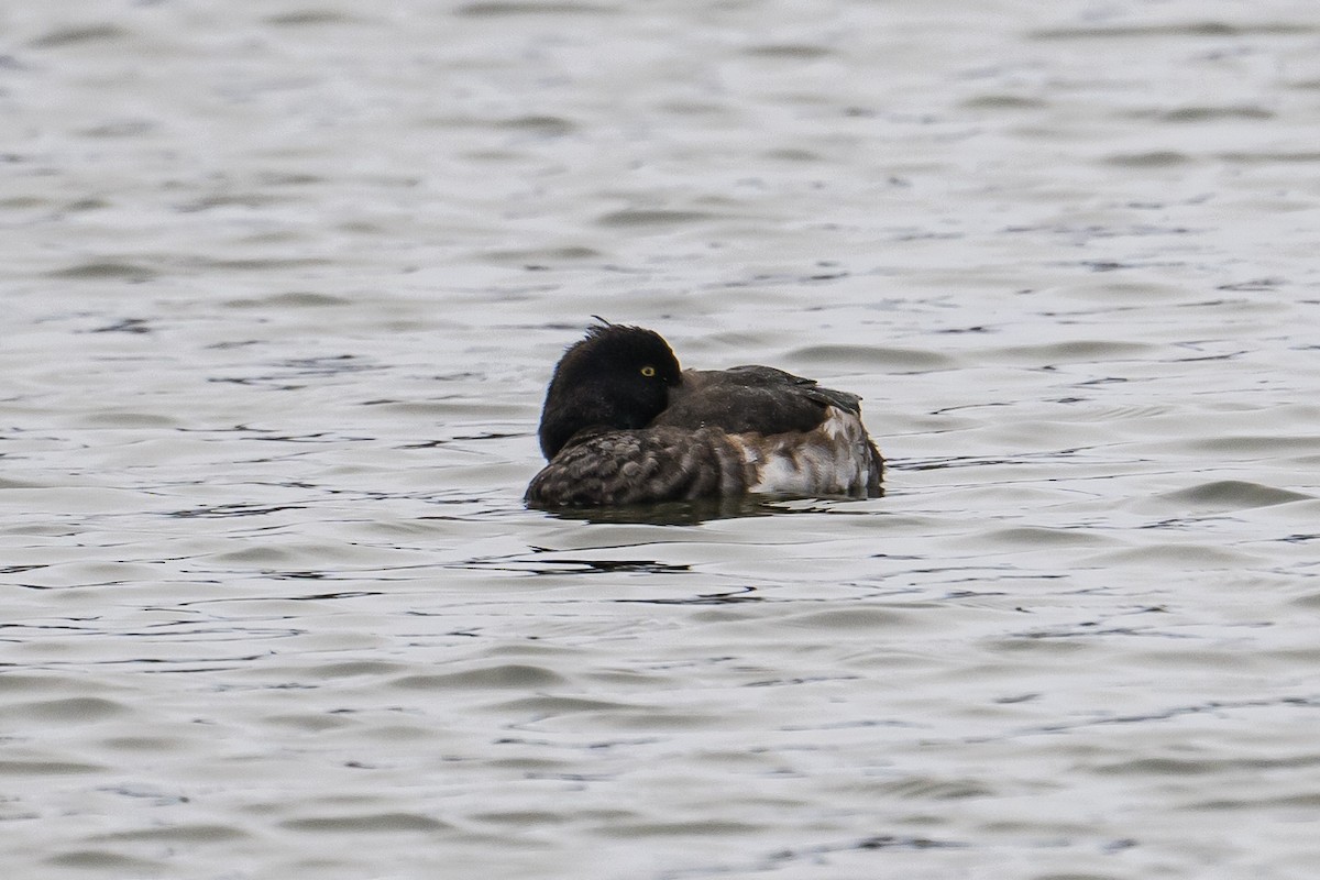 Tufted Duck - ML511464771