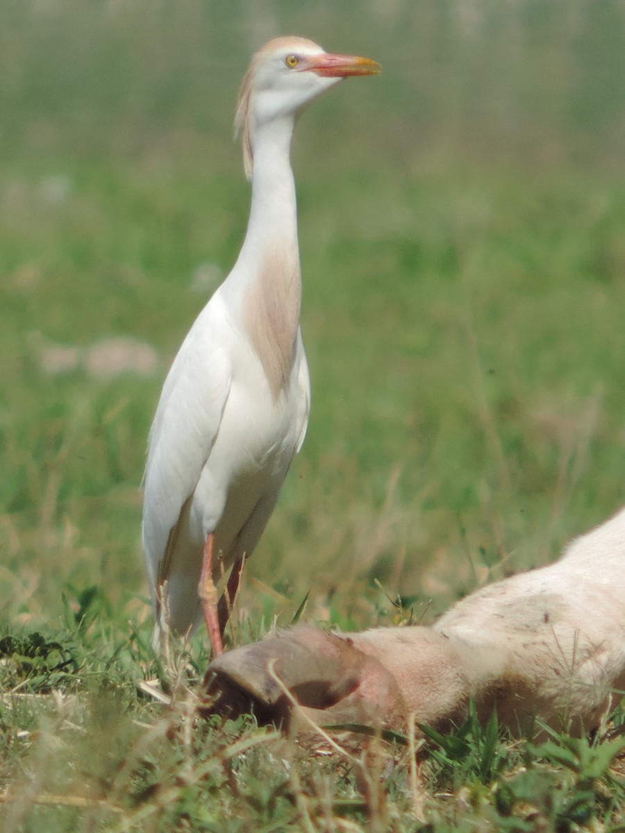 Western Cattle Egret - Nazareno Yunes Del Carlo