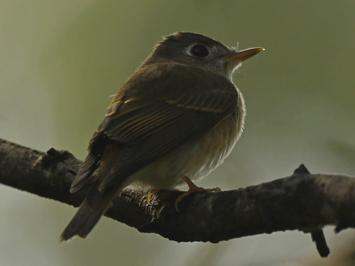 Brown-breasted Flycatcher - ML511467881