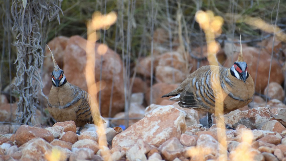 Spinifex Pigeon - ML511468251