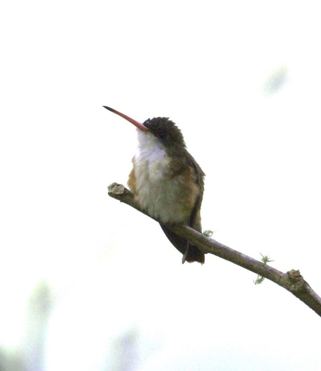 Green-fronted Hummingbird (Cinnamon-sided) - ML511469631