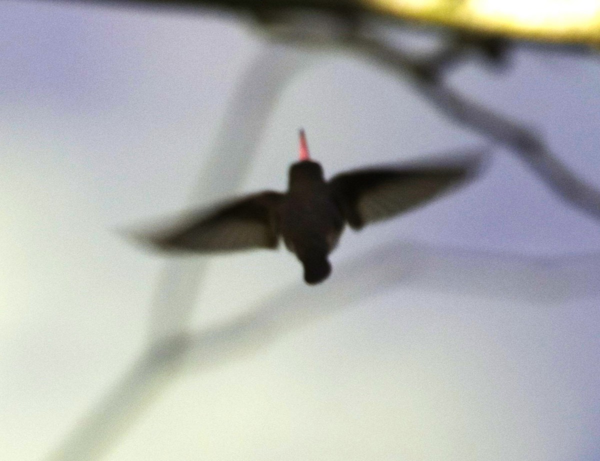 Green-fronted Hummingbird (Cinnamon-sided) - ML511469641