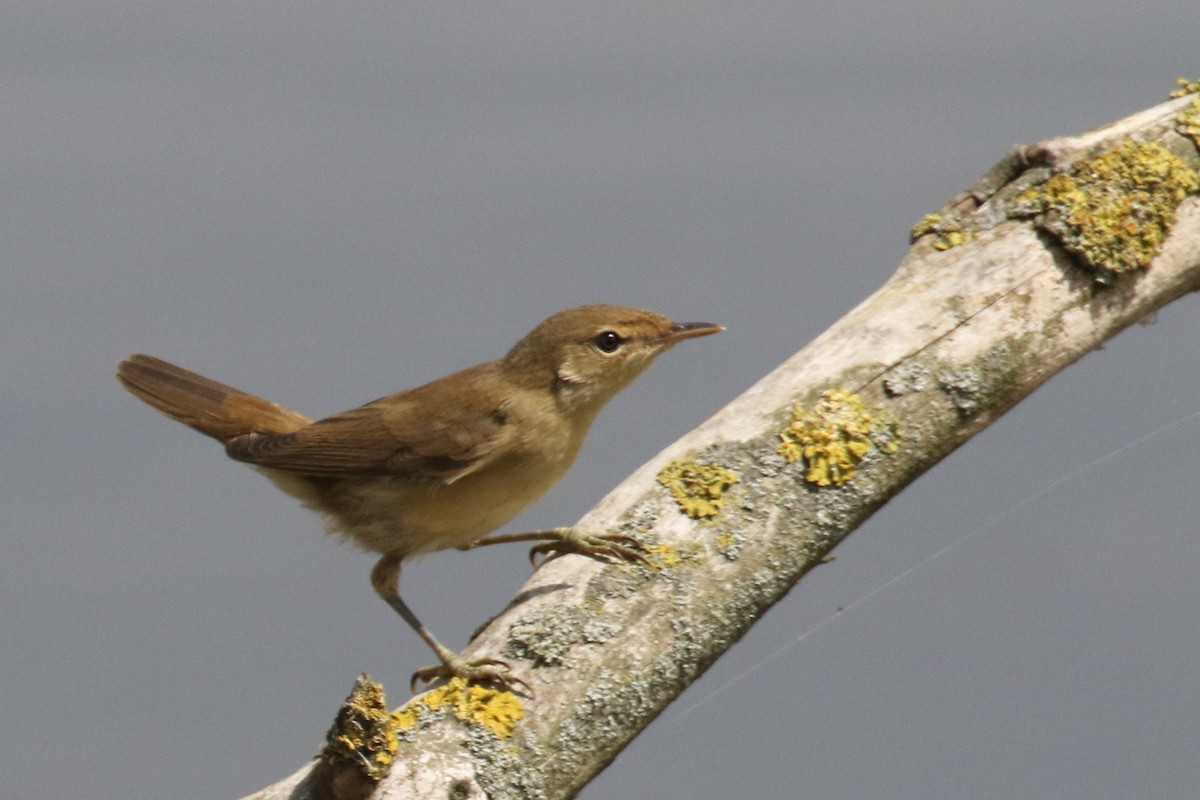 Common Reed Warbler - ML511472031