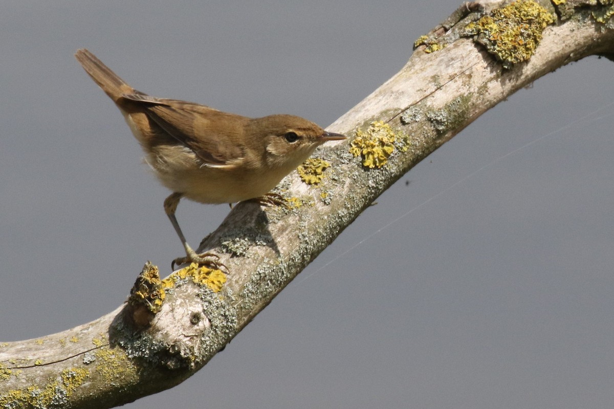 Common Reed Warbler - ML511472041