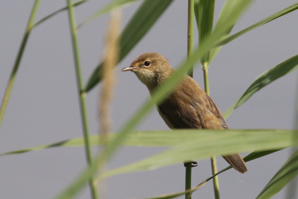 Common Reed Warbler - ML511472061