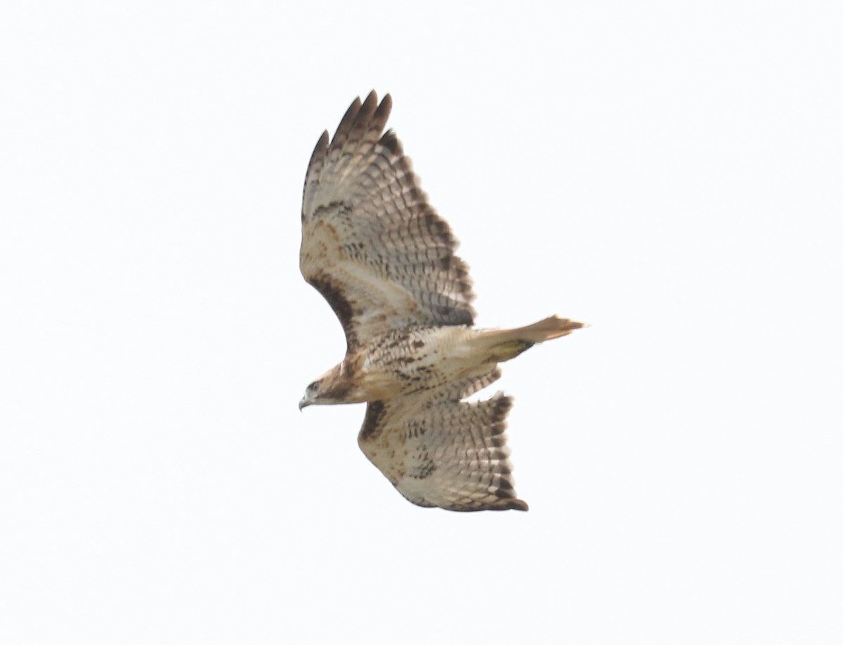 Red-tailed Hawk - ML511472181