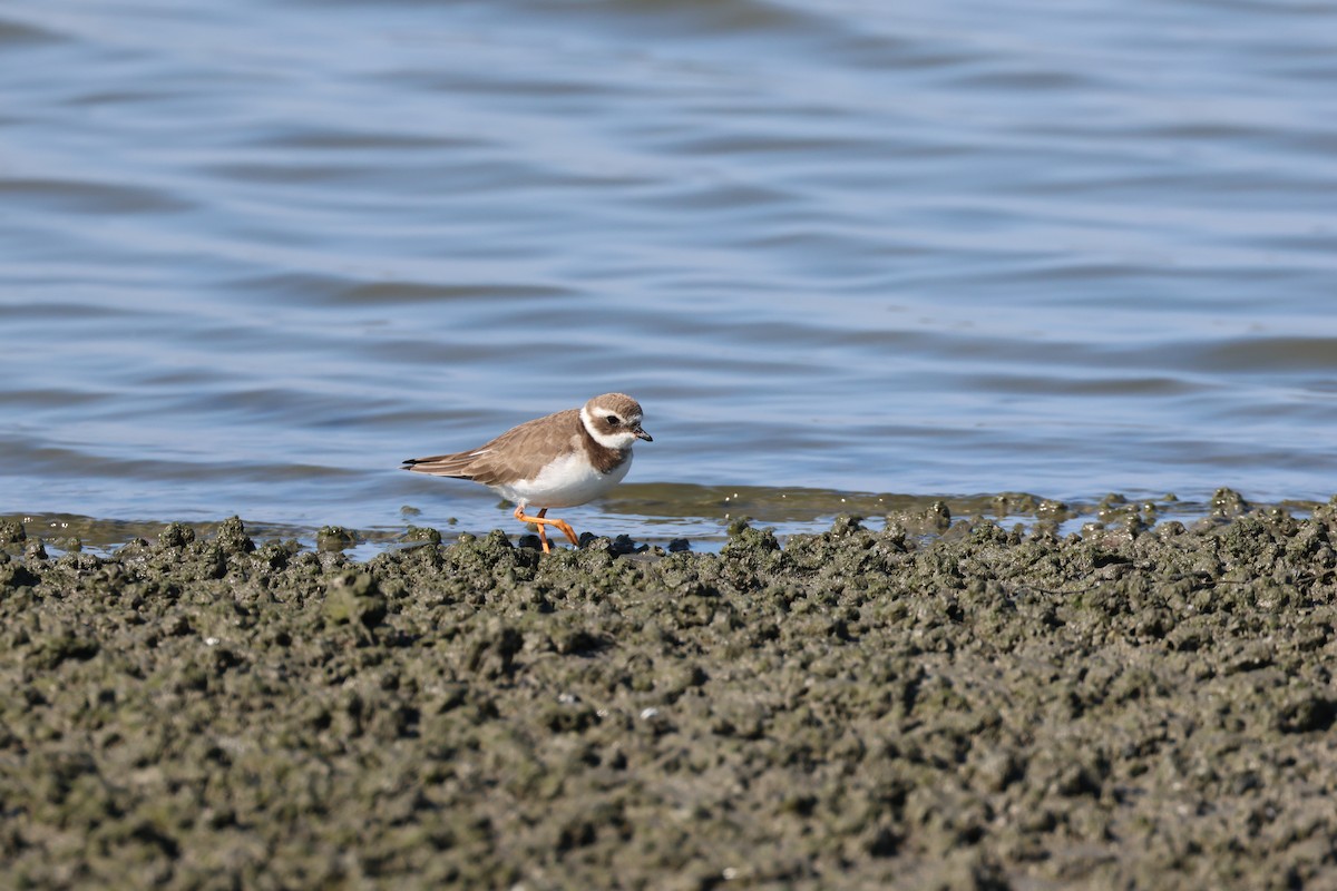 Common Ringed Plover - ML511473181