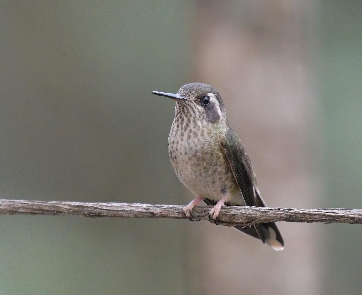 Speckled Hummingbird - ML511473511