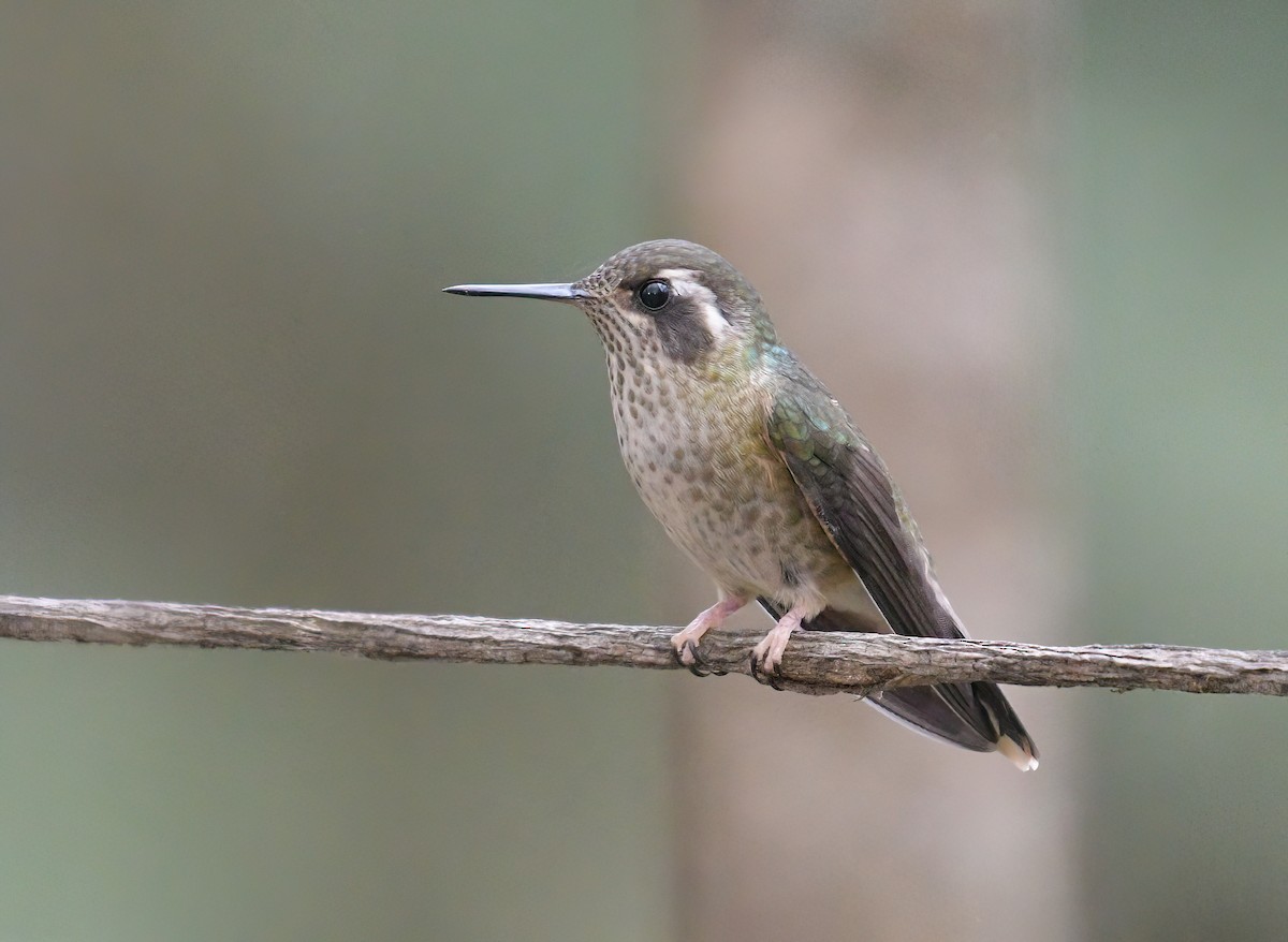 Speckled Hummingbird - David Swain
