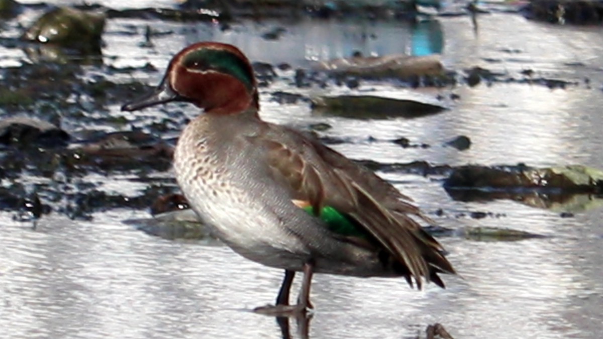 Green-winged Teal - ML511473841