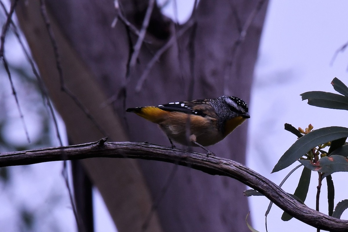 Spotted Pardalote - ML511475201