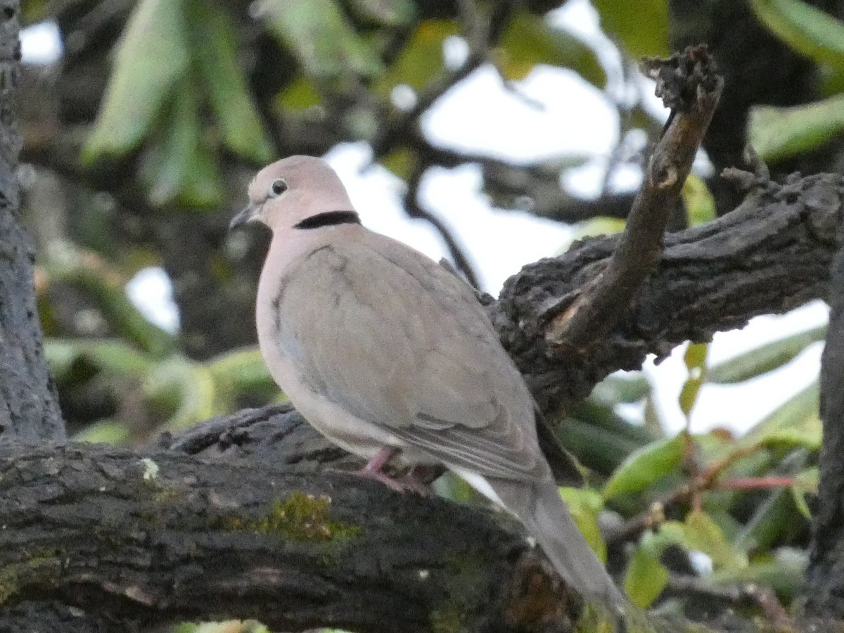 Ring-necked Dove - ML511478291