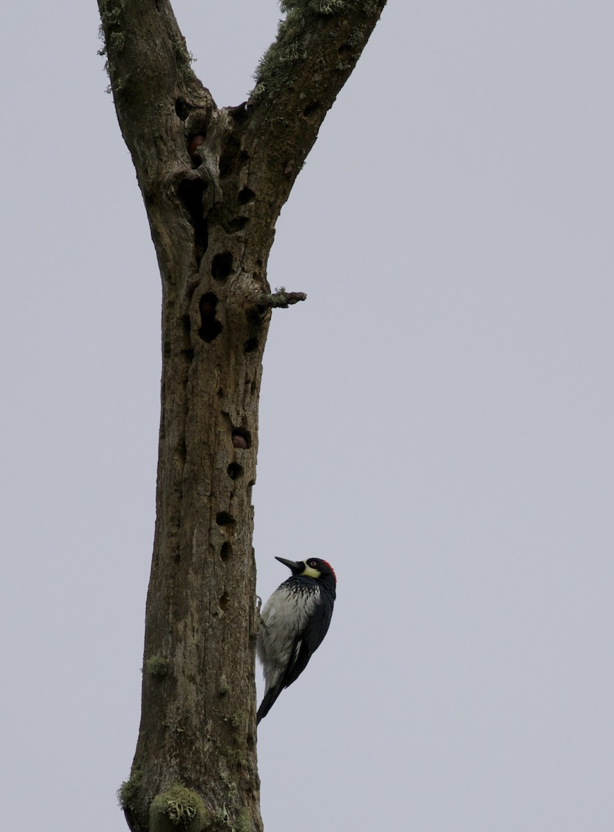 Acorn Woodpecker - ML51148041