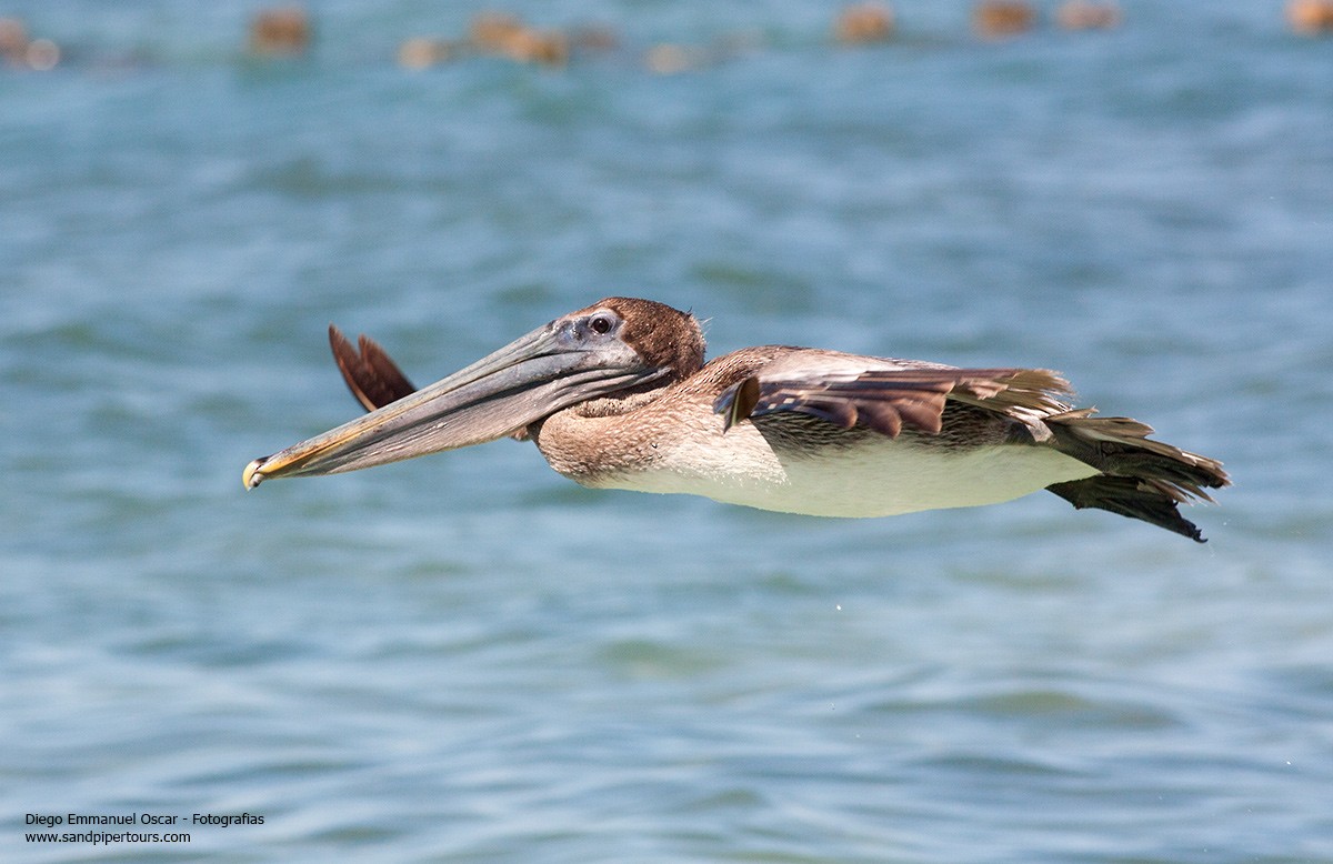 Brown Pelican - Diego Oscar / Sandpiper Birding & Tours