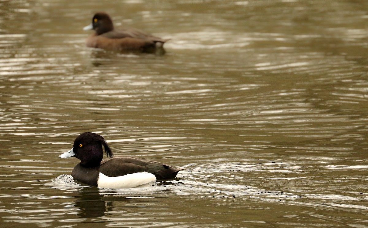 Tufted Duck - ML511484071