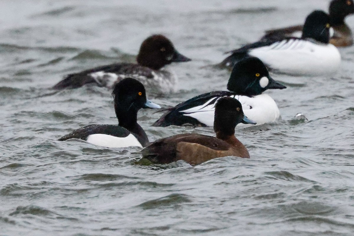 Tufted Duck - ML511491531